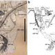A photograph and line drawing of the fossil. (Credit: Xu, Currie, Pittman et al. 2017)